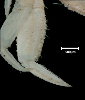 Media type: image;   Invertebrate Zoology CRU-10997 Aspect: ventral p4